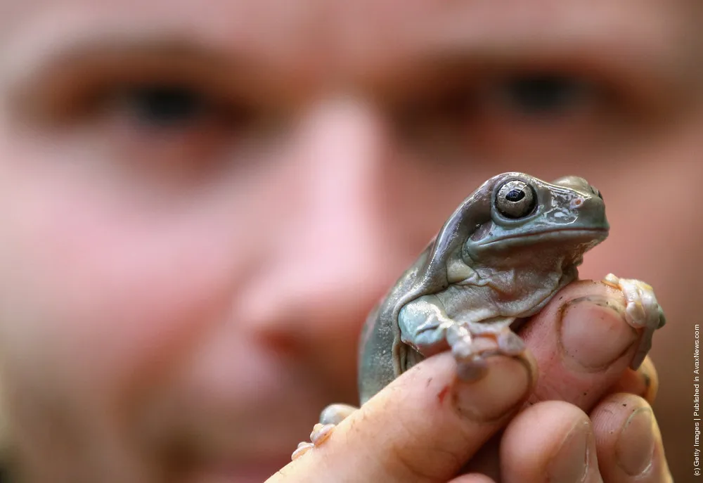 Creatures Are Added To The Brilliant Birds Exhibit At Edinburgh Zoo