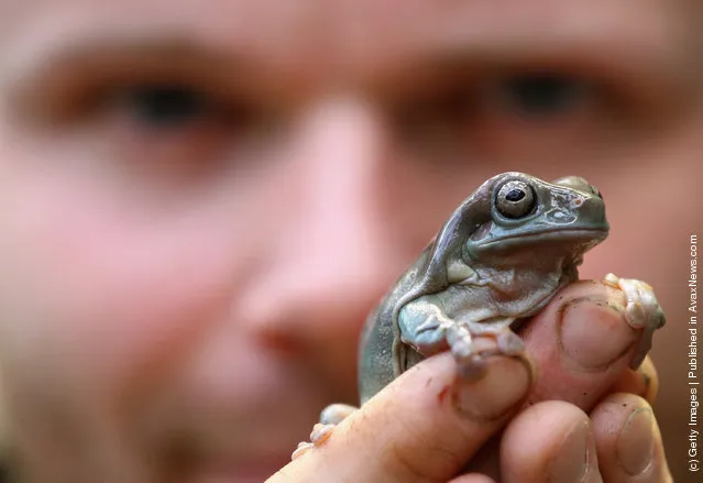 Zoo keeper Ross Poulter holds a White's Tree Frog in Edinburgh Zoo's new tropical forest zone