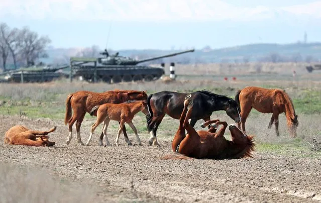 Horses graze next to military hardware at a firing range in the Almaty Region, Kazakhstan on April 8, 2024. (Photo by Pavel Mikheyev/Reuters)