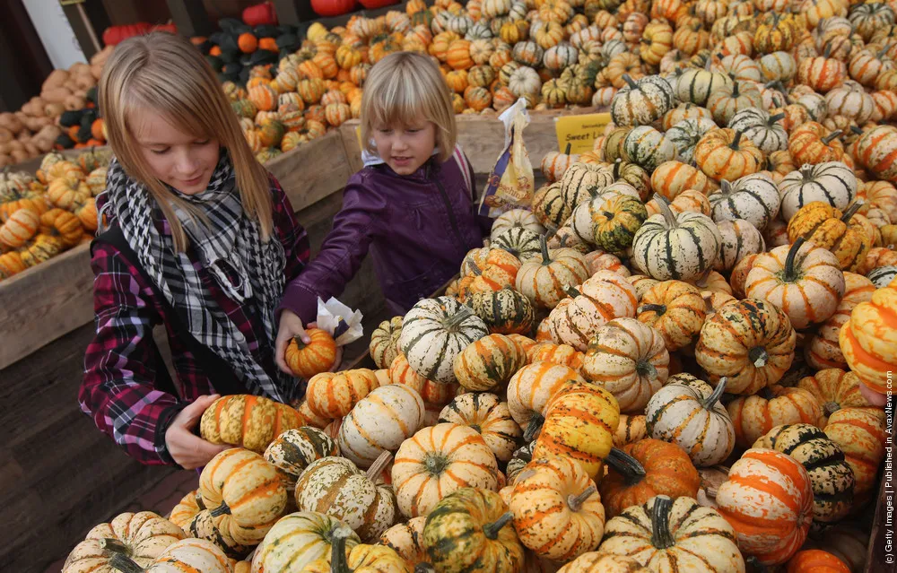 Autumn Is Pumpkin Season In Brandenburg