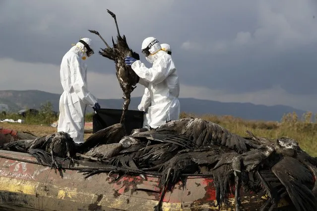 Workers put a dead crane in a bag at the Hula Lake conservation area, north of the Sea of Galilee, in northern Israel, Sunday, January 2, 2022. Bird flu has killed thousands of migratory cranes and threatens other animals in northern Israel amid what authorities say is the deadliest wildlife disaster in the nation's history. (Photo by Ariel Schalit/AP Photo)