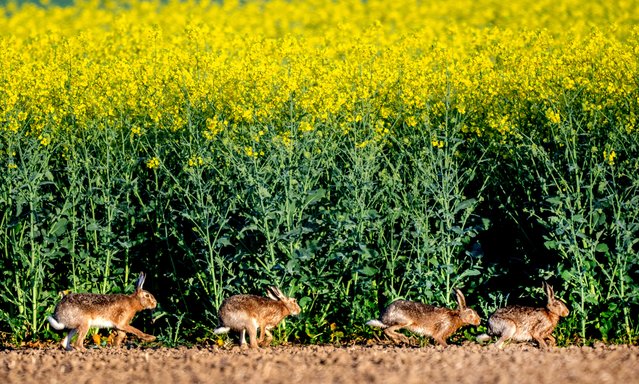 Hares run along a rape field in the outskirts of Frankfurt, Germany, early Thursday, April 11, 2024. (Photo by Michael Probst/AP Photo)