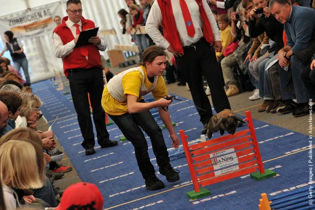 A rabbit jumps over a hurdle at an obstacle course during the first European rabbit hopping championships