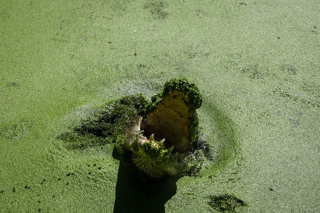 This picture taken on April 6, 2024 shows a crocodile in a lagoon during a boat tour for tourists at Hartley's Crocodile Adventure Park located north of the Queensland city of Cairns. (Photo by David Gray/AFP Photo)