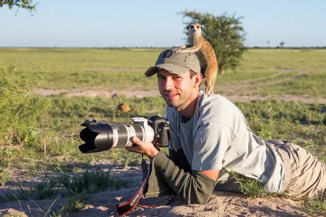 Photographer Will Burrard-Lucas relaxes with a Meerkat on January 2014 in Makgadikgadi, Botswana. These adorable Meerkats used a photographer as a look out post before trying their hand at taking pictures. The beautiful images were caught by wildlife photographer Will Burrard-Lucas after he spent six days with the quirky new families in the Makgadikgadi region of Botswana. Will has photographed Meerkats in the past and was delighted when he realised he would be shooting new arrivals. (Photo by Will Burrard-Lucas/Barcroft Media)