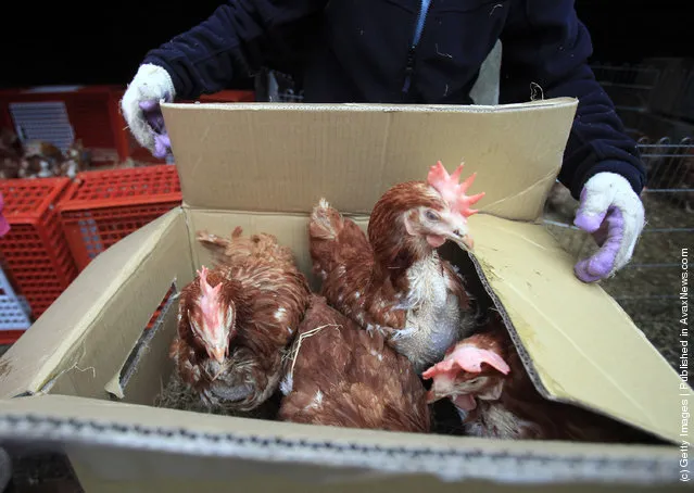 Britain's Last Battery Hen Is Released