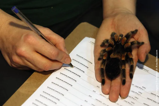 A Red-Kneed Spider rests on a zookeeper's hand during a photocall to promote London Zoo's annual stock take of animals