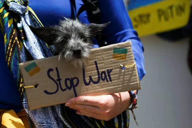 A woman holds a sign and her dog during an anti-war protest in support of Ukraine amid Russia's invasion, outside the Russian Embassy in San Jose, Costa Rica on March 2, 2022. (Photo by Mayela Lopez/Reuters)
