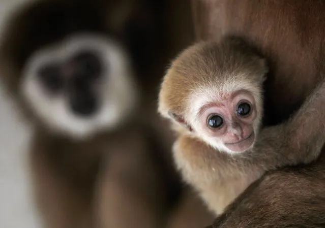 A white-handed gibbon infant born at the Skopje Zoo is seen with his mother in Skopje, North Macedonia on April 7, 2022. (Photo by Ognen Teofilovski/Reuters)