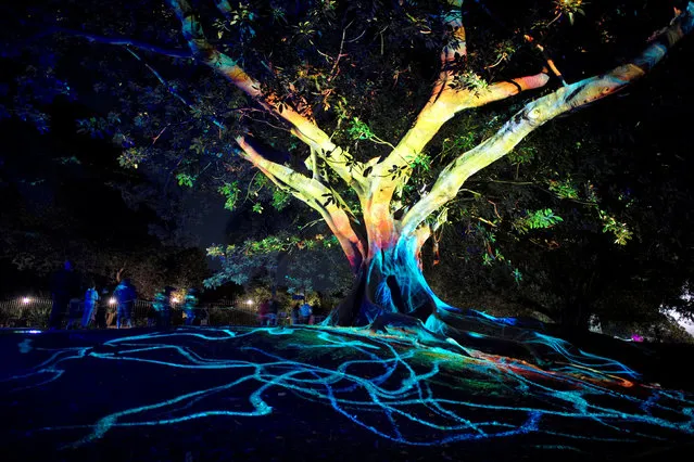 Lights are projected onto a tree in Sydney's Botanical Gardens during the opening night of the annual Vivid Sydney light festival in Sydney, Australia May 27, 2016. (Photo by Jason Reed/Reuters)