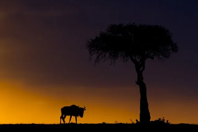 “African Fire”: Paul Goldstein's Masai Mara sunrises and sunsets. (Photo by Paul Goldstein/Rex Features)