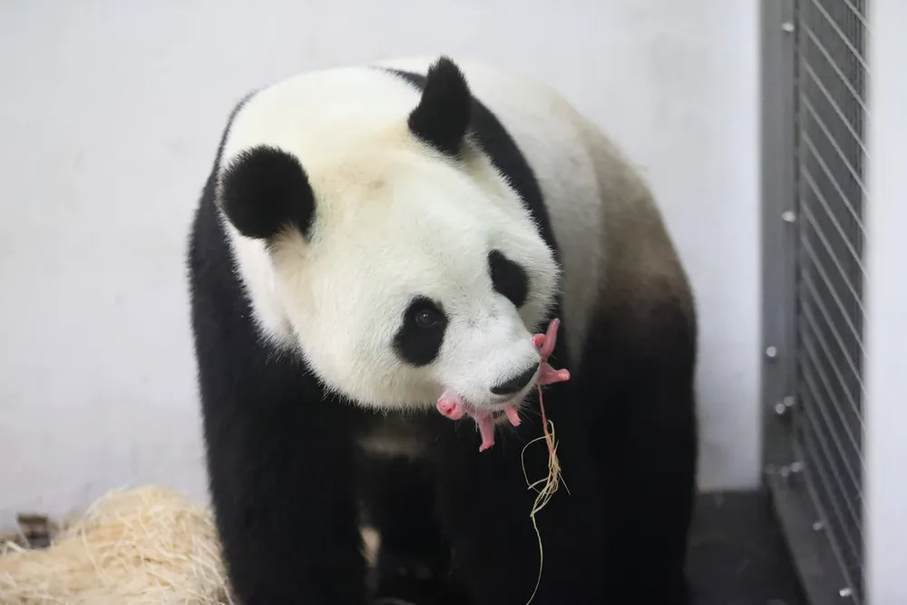 Baby Panda Born in Belgium Zoo