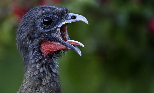 A rufous-vented chachalaca (Ortalis ruficauda) is pictured in Caracas on August 15, 2024. The rufous-vented chachalaca is a member of an ancient group of birds of the family Cracidae found in northeastern Colombia, northern Venezuela and Tobago. (Photo by Juan Barreto/AFP Photo)