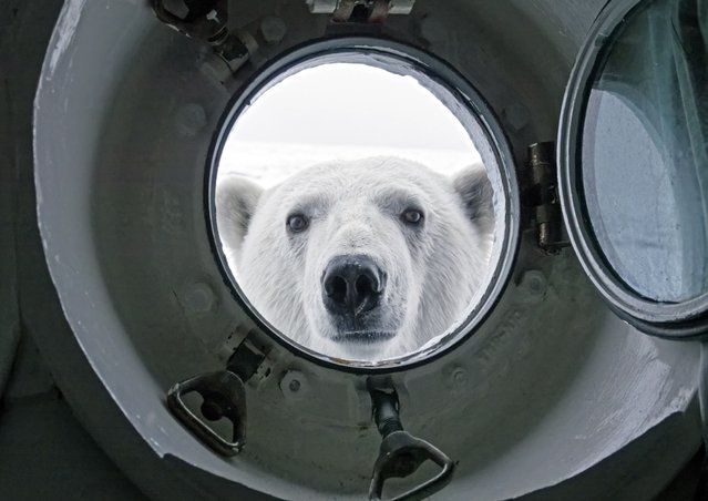 A polar bear peers through the port hole of photographer Paul Williams' sleeping quarters in Svalbard, Norway in the last decade of August 2024. (Photo by Paul Williams/Animal News Agency)