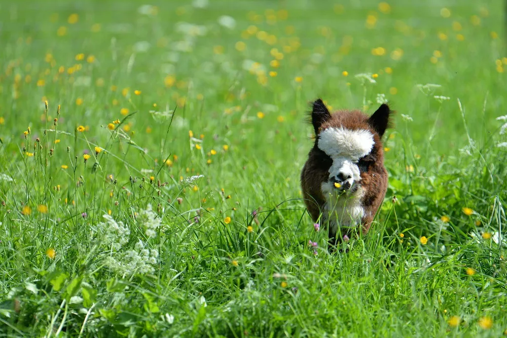 “Alpaca Land”