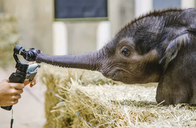 In this Friday, July 7, 2017 photo, a 4-week-old baby elephant inspects a camera after meeting the public for the first time at the Pittsburgh Zoo & PPG Aquarium in Pittsburgh. (Photo by Andrew Rush/Pittsburgh Post-Gazette via AP Photo)