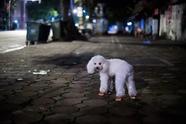 In this photograph taken late July 19, 2017, a poodle wearing small booties stands near its owner at a sidewalk in downtown Hanoi. (Photo by Roberto Schmidt/AFP Photo)