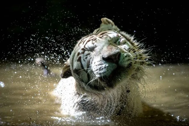 A white tiger shakes off water while swimming at the Beauval Zoo in Saint-Aignan, near Tours, on June 23, 2016. (Photo by Guillaume Souvant/AFP Photo)