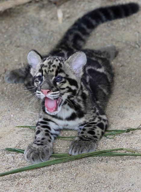 Clouded leopard cub Lek, plays at the world's first clouded leopard's breeding center at Khao Kheow Open Zoo, in Chonburi, Thailand, on May 27, 2012
