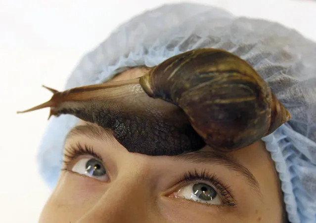 A member of the “Ranetka” private family club takes a medical-cosmetic massage using the Achatina fulica snail, also known as the Giant African land snail, at the club in Russia's Siberian city of Krasnoyarsk, November 19, 2013. Snails' massage method, which is believed to speed up the regeneration of the skin and to eliminate wrinkles and scars, has become more popular among beauty salons and female health clubs of the city, according to the “Ranetka” club owner Yelena Baranchukova. (Photo by Ilya Naymushin/Reuters)