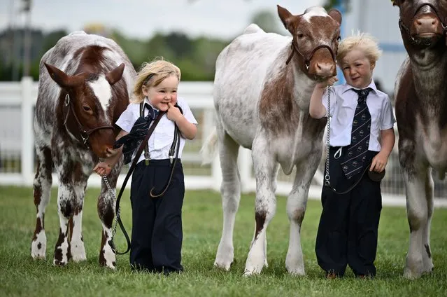 Young handlers take part in the Royal Highland Show at the Royal Highland Centre on June 26, 2022 in Edinburgh, Scotland. The Royal Highland Show is an annual event showcasing the best of food, farming and rural life from the Highlands of Scotland. (Photo by Jeff J Mitchell/Getty Images)
