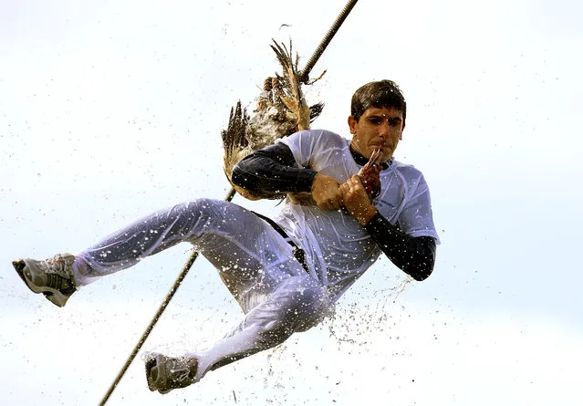 A man attempts to pull the neck off a dead goose while being repeatedly plunged into the water during Antzar Eguna (Day Of The Goose) in the Basque fishing town of Lekeitio, near Bilbao, Spain on September 5, 2017. (Photo by Vincent West/Reuters)