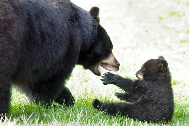 This photo provided by Grandfather Mountain resort shows “Boomer”, right, a new bear cub playing with his mom, Carolina, an environmental habitat at Grandfather Mountain near Linville, N.C., Friday, April 22, 2005. (Photo by Hugh Morton/AP Photo/Grandfather Mountain)