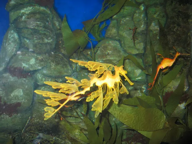 Leafy sea dragon