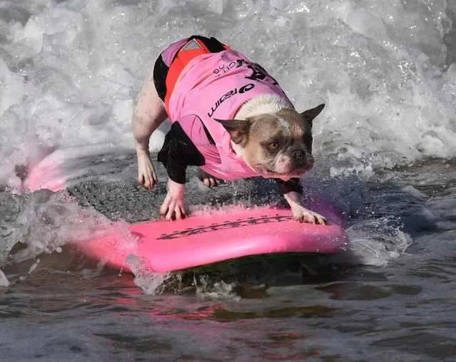 Surf dog Cherie rides a wave in her heat of the Medium Dog event during the 9th annual Surf City Surf Dog event at Huntington Beach, California on September 23, 2017. (Photo by Mark Ralston/AFP Photo)
