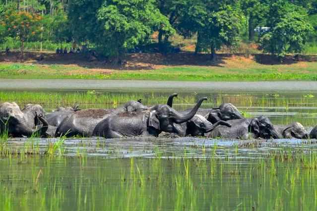 A herd of wild Asiatic elephants bathe in a wetland on the outskirts of Guwahati, on August 21, 2022. (Photo by Biju Boro/AFP Photo)