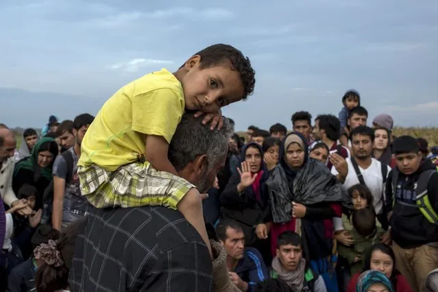 A migrant from Syria carries a child on his shoulders after crossing into Hungary from the border with Serbia near the village of Roszke, September 5, 2015. (Photo by Marko Djurica/Reuters)