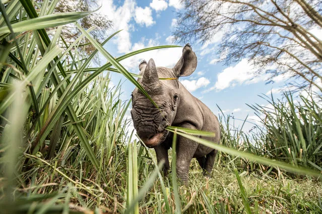Orphaned baby rhinos seen on August 28, 2014 in Lewa Wildlife Conservancy, Ngare Ndare Forest, Kenya. (Photo by Luca Ghidoni/Barcroft Media)