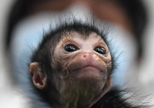 A 25-day-old spider monkey is cared for by veterinarians at the zoo clinic in Cali, Colombia, 19 October 2017. The offspring fell from the arms of its mother from a considerable height, which caused injuries in the toes of one of its feet. The primate named Olivia is stable and out of danger. (Photo by Ernesto Guzman Jr./EPA/EFE)