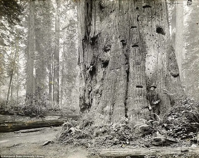 Lumberjacks From California 