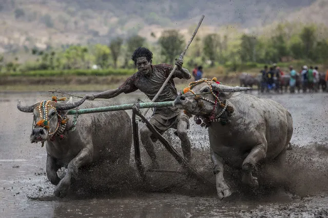 A jockey spurs the buffalos as they race during the Barapan Kebo or buffalo races as part of the Moyo festival on September 13, 2015 in Sumbawa Island, West Nusa Tenggara, Indonesia. The traditional Buffalo races, known as Barapan Kebo, are held by Samawa tribes in muddy rice fields to celebrate and provide entertainment ahead of the annual planting season. Jockeys secure themselves on a wooden structure attached to the buffalo, and manoeuvre across the mud in a race to the finish line. (Photo by Ulet Ifansasti/Getty Images)