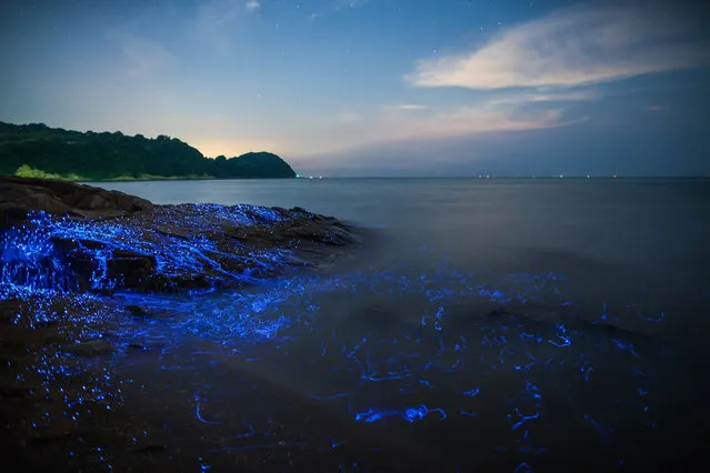Bioluminescent sea fireflies glittering like diamonds on the rocks and sand. Okayama, Japan. August 2016. (Photo by Trevor Williams/Jonathan Galione/Getty Images)