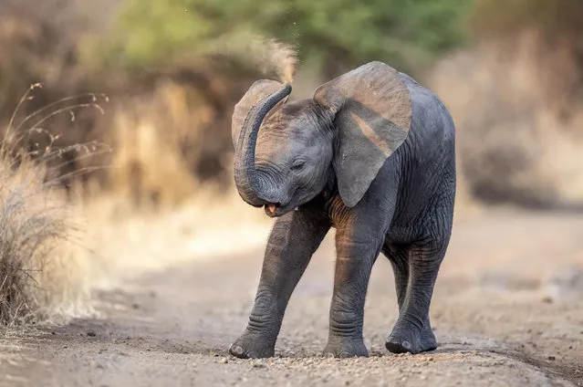 A baby elephant gives himself a dust bath in Kruger National Park, South Africa early November 2022. (Photo by Sylvie Failletaz/Solent News)