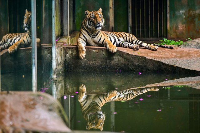 A tiger is pictured at a zoo in Dehiwala on World Wildlife Day near Colombo, Sri Lanka on March 3, 2025. (Photo by Ishara S. Kodikara/AFP Photo)