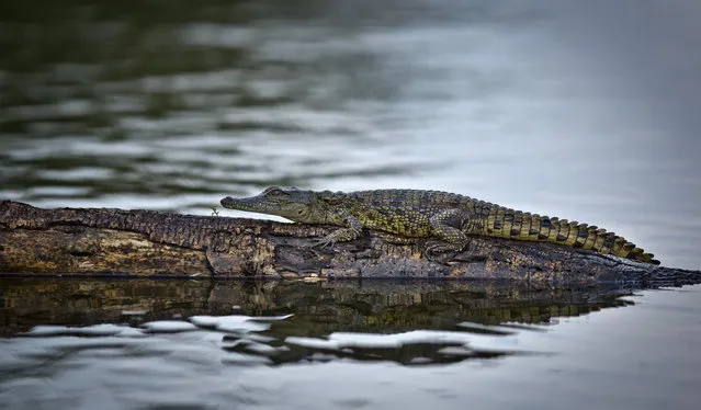 In this photo taken Sunday, September 6, 2015, a baby crocodile lies on a felled tree branch in the waters of Lake Ihema in Akagera National Park, eastern Rwanda. After the 1994 genocide in Rwanda, returning refugees swept into the park with herds of cattle and wiped out the last lions but now the once-abandoned reserve on the border with Tanzania is drawing more tourists, reducing poacher incursions and getting local villagers more involved in conservation – it even re-introduced lions this year. (Photo by Ben Curtis/AP Photo)