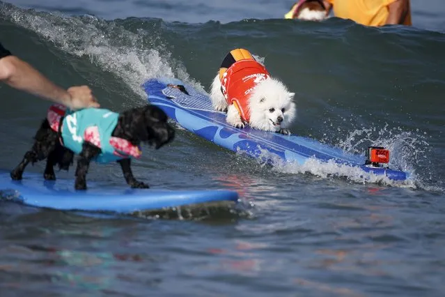 Dogs surf during the Surf City Surf Dog Contest in Huntington Beach, California September 27, 2015. (Photo by Lucy Nicholson/Reuters)