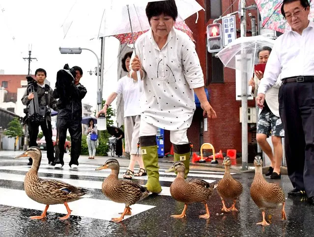 A mother duck leading four ducklings are walking on a street in Sakyo Ward, Kyoto on June 16, 2016. The duck family moved from a pond at Yoboji temple to the Kamo River in about 700 meter distance as the rain fell. (Photo by The Yomiuri Shimbun via AP Images)