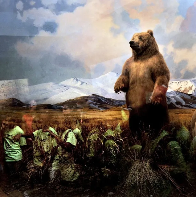 “Natural History”: Bear. (Photo by Traer Scott)