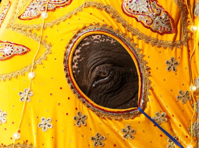 An elephant decorated with a cloth walk in the annual Perahera (street pageant) at Rajamaha viharaya Buddhist temple in Colombo, Sri Lanka September 10, 2016. (Photo by Dinuka Liyanawatte/Reuters)