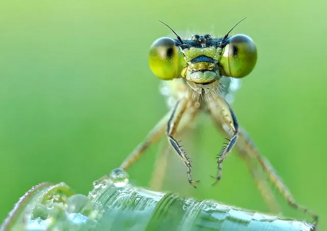 Komangs macro photography of insects using his Samsung Galaxy J7 and homemade camera lens in Bali, Indonesia. (Photo by Komang Wirnata/Caters News Agency)