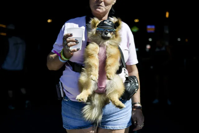 Leo the Pomeranian hangs out at the Big Engine Bar with his owner, Mary Hanson, at the Buffalo Chip during the 80th Annual Sturgis Motorcycle Rally in Sturgis, South Dakota on August 9, 2020. While the rally usually attracts around 500,000 people, officials estimate that more than 250,000 people may still show up to this year's festival despite the coronavirus pandemic. (Photo by Michael Ciaglo/Getty Images)