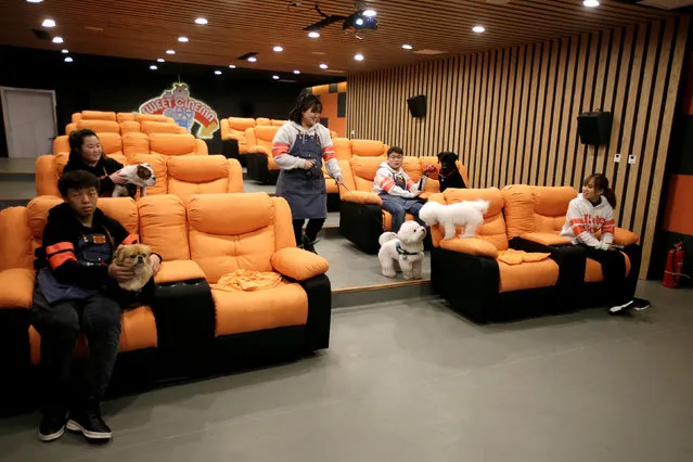 Pet dogs and staff members wait to watch a movie in a cinema for dogs at Cute Beast Pet Resort in Beijing, China December 22, 2017. (Photo by Jason Lee/Reuters)