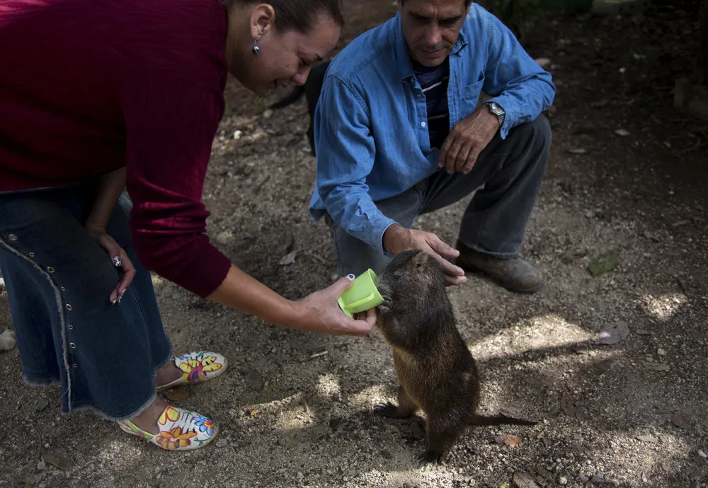 Cuban Couple Keeps Rodents Called Hutias as Pets