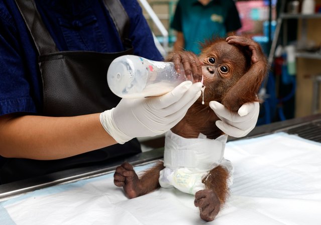 A Thai veterinarian feeds a rescued baby orangutan seized from the illegal wildlife trade at the Royal Forest Department's Wildlife Clinic in Bangkok, Thailand, 16 May 2025. Two baby orangutans were rescued after Thai police and officials from the Department of National Parks arrested a suspect before handing them over to a buyer in Bangkok on 14 May 2025, as part of the country's wildlife trafficking combat initiative under the Convention on International Trade in Endangered Species of Wildlife Fauna and Flora (CITES). (Photo by Rungroj Yongrit/EPA/EFE)