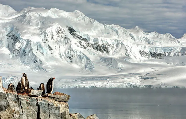 “Breeding Penguins”. Photo by Neal Piper (Washington, DC). Photographed at Damoy Point, Antarctica, January 2012.