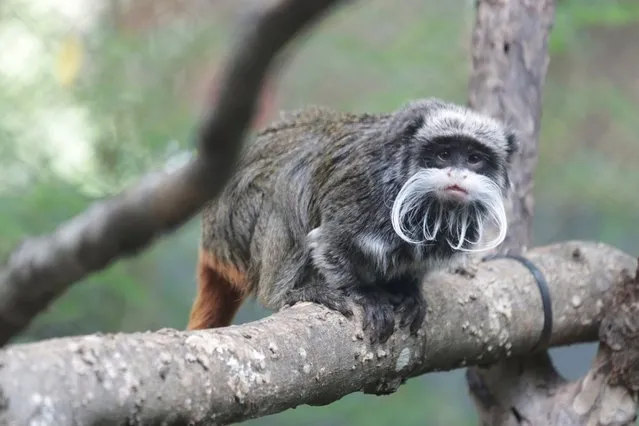 This undated image courtesy of the Dallas Zoo, shows an emperor tamarin monkey in its enclosure at the zoo in Texas. Two emperor tamarin monkeys have gone missing at the Dallas Zoo, the latest in a string of bizarre animal incidents to rock the facility. Zoo authorities called the local police “after the animal care team discovered two of our emperor tamarin monkeys were missing”, the zoo tweeted late January 30, 2023. (Photo by Dallas Zoo/AFP Photo)